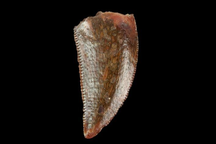 Serrated, Raptor Tooth - Real Dinosaur Tooth #115953